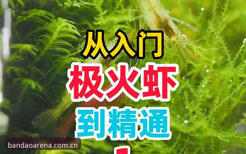 半岛体育登录方式全攻略：从入门到精通的操作教程